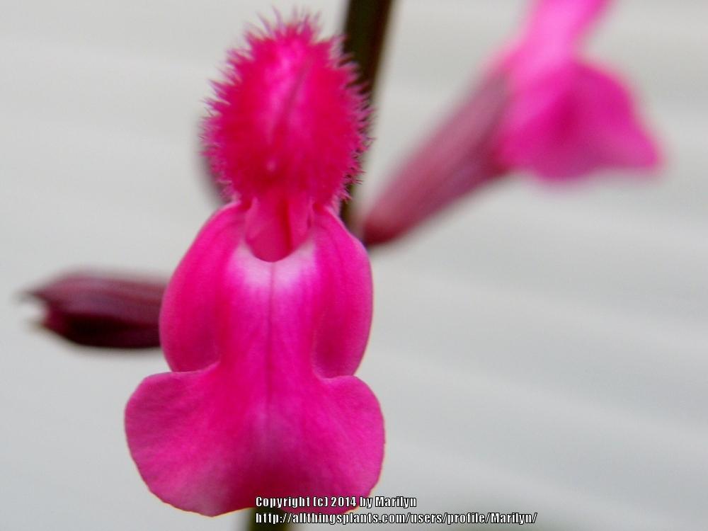 Photo of Hybrid Rose Leaf Sage (Salvia 'Mulberry Jam') uploaded by Marilyn