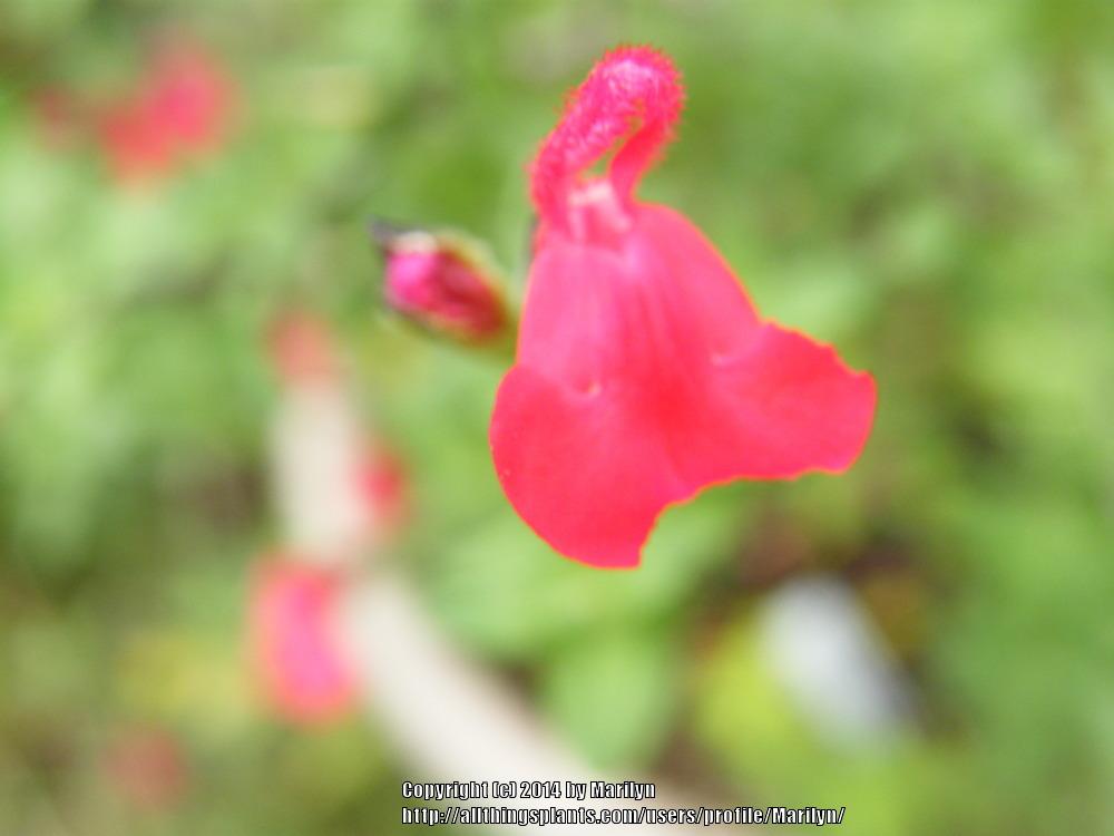 Photo of Salvia (Salvia microphylla 'Honey Rose') uploaded by Marilyn