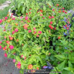 Location: My garden in Kentucky
Date: 2014-07-24
The more this Lantana grows & blooms, the more I & the Hummers lo