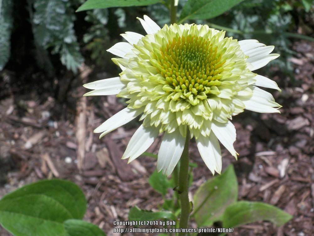 Photo of Coneflower (Echinacea 'Greenline') uploaded by NJBob
