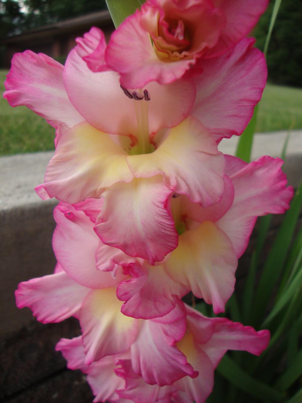 Photo of Hybrid Gladiola (Gladiolus x gandavensis 'Priscilla') uploaded by Paul2032