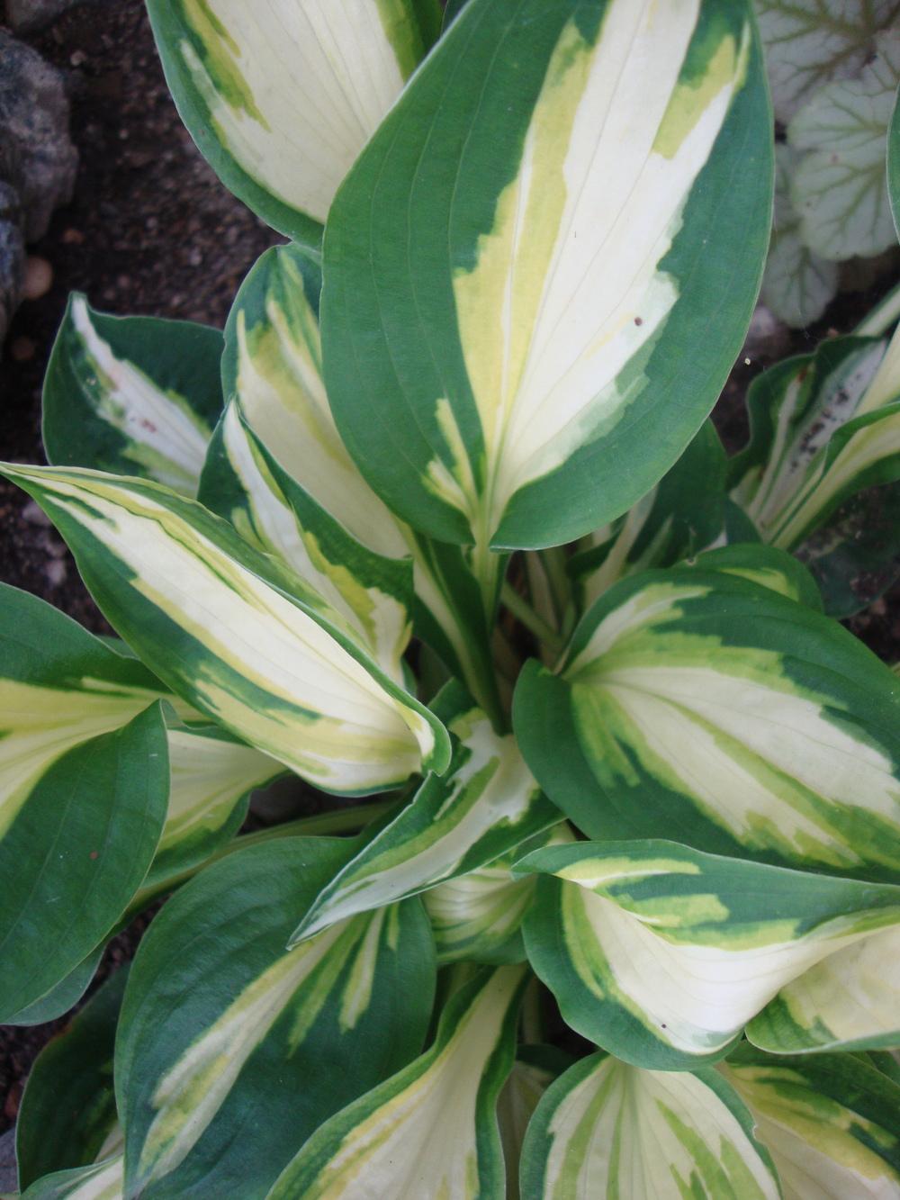 Photo of Hosta 'Trifecta' uploaded by Paul2032