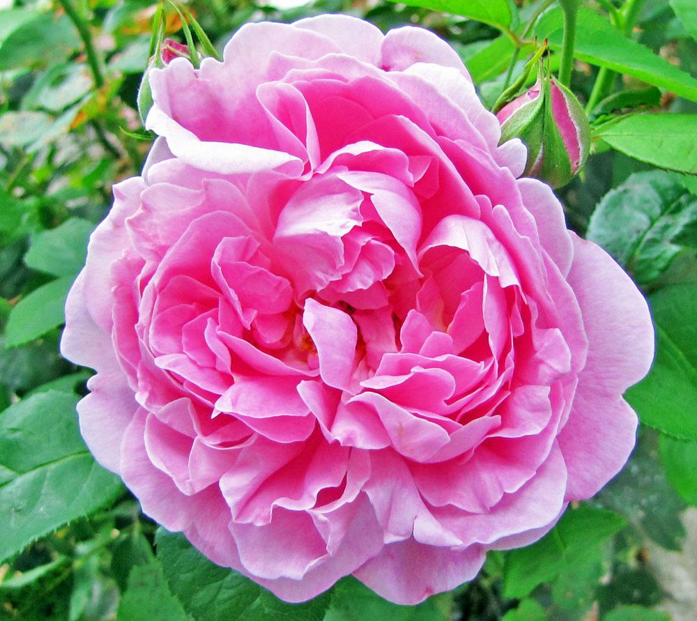 Photo of Rose (Rosa 'Mary Rose') uploaded by TBGDN