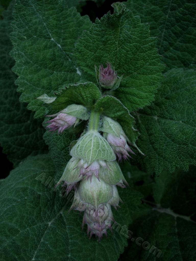 Photo of Clary Sage (Salvia sclarea) uploaded by bootandall