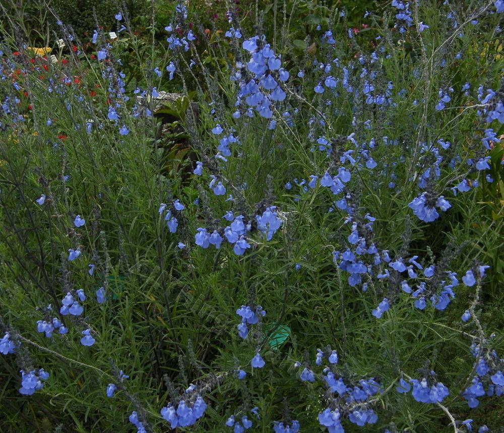 Photo of Blue Sage (Salvia azurea) uploaded by bootandall