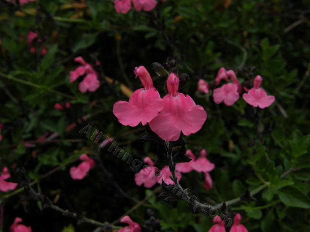 Photo of Salvia (Salvia x jamensis 'La Siesta') uploaded by bootandall