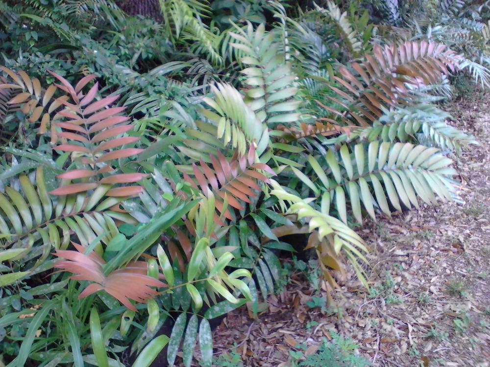 Photo of Ceratozamia (Ceratozamia latifolia) uploaded by cycadjungle