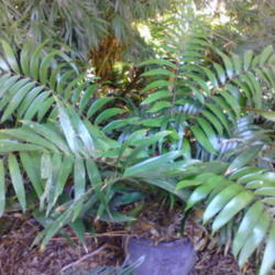 Location: Lakeland Florida
Date: 2014-04-02
mature Ceratozamia latifolia
