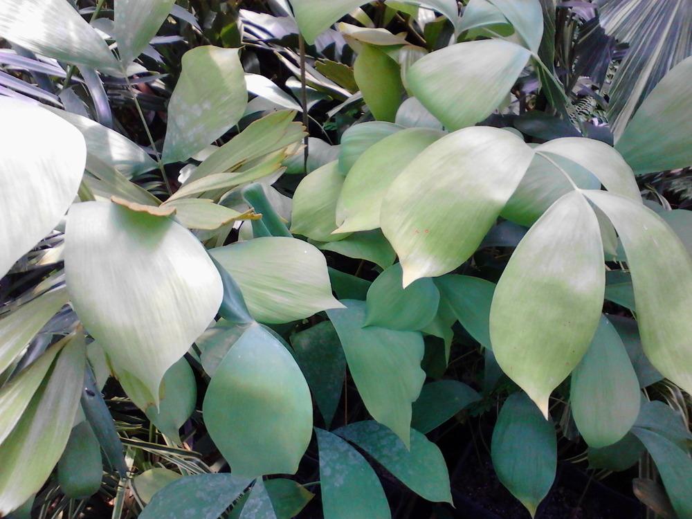 Photo of Cycad (Ceratozamia euryphyllidia) uploaded by cycadjungle