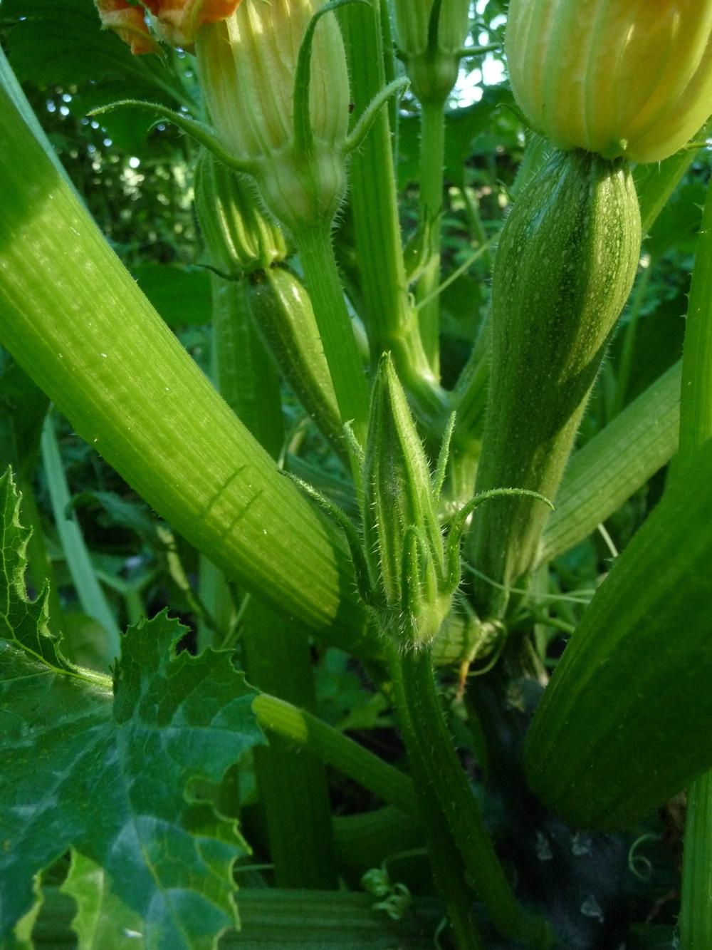 Photo of Zucchini (Cucurbita pepo 'Genovese') uploaded by gardengus