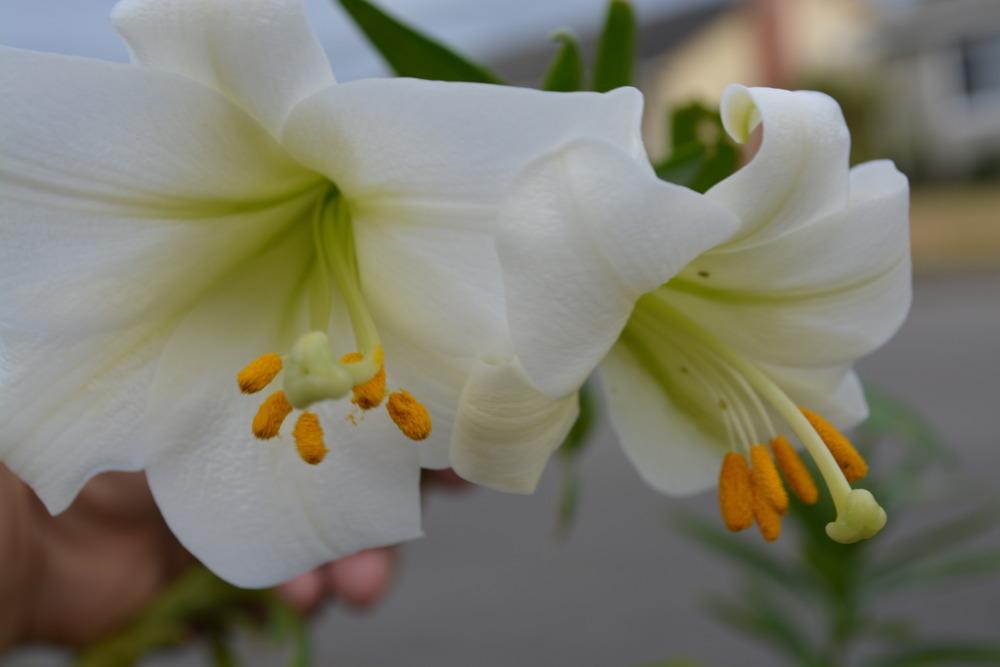 Photo of Lily (Lilium wallichianum) uploaded by mnorberry