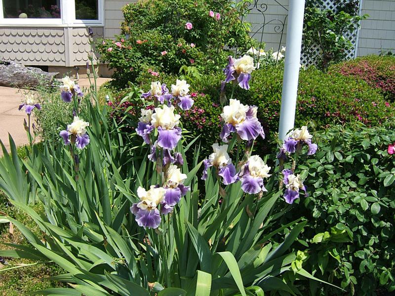 Photo of Tall Bearded Iris (Iris 'Mother Earth') uploaded by pirl