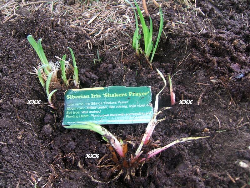 Photo of Siberian Iris (Iris 'Shaker's Prayer') uploaded by pirl