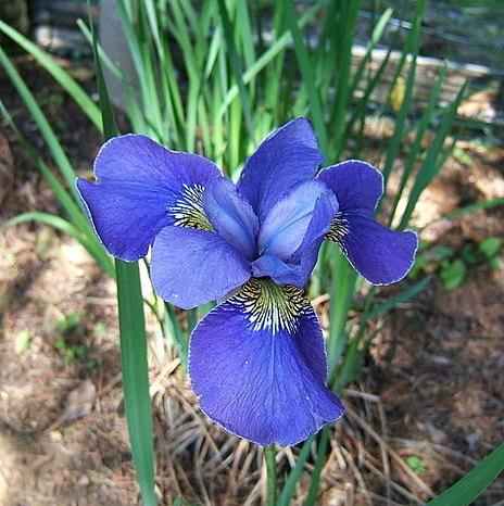 Photo of Siberian Iris (Iris 'Silver Edge') uploaded by pirl