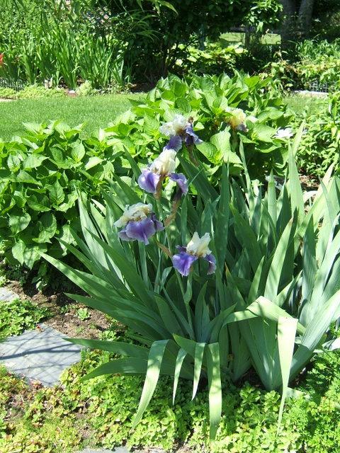 Photo of Tall Bearded Iris (Iris 'Mother Earth') uploaded by pirl