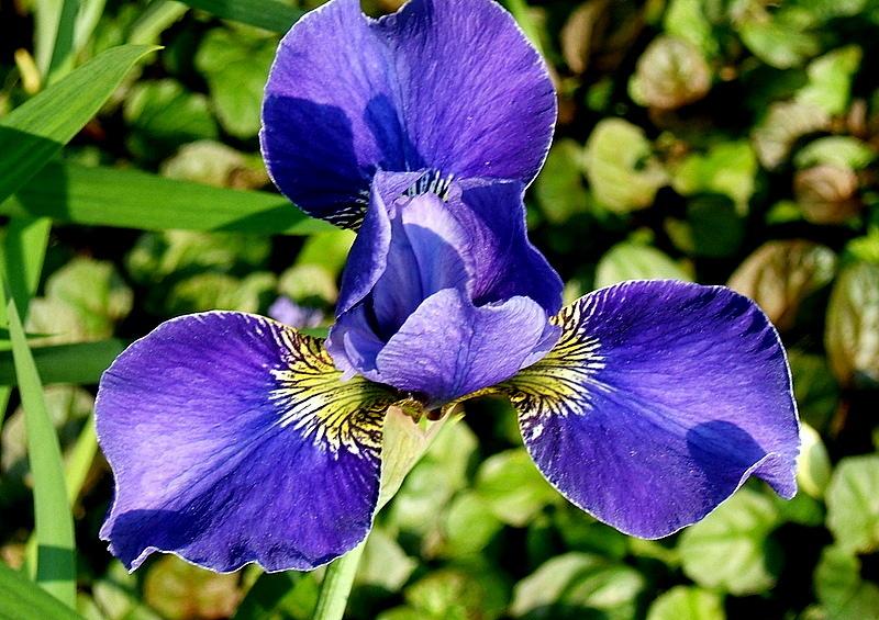 Photo of Siberian Iris (Iris 'Silver Edge') uploaded by pirl