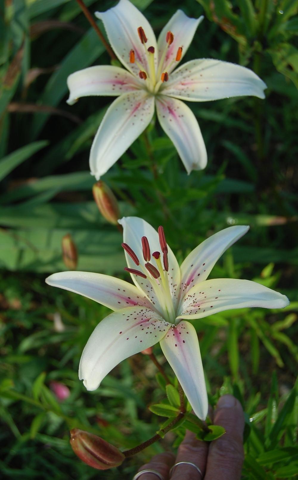 Photo of Lily (Lilium 'Pink Cream') uploaded by pixie62560