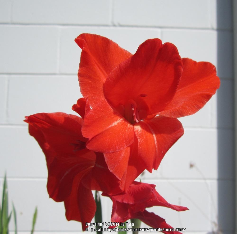 Photo of Gladiola (Gladiolus) uploaded by terrafirma