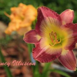 Location: St. James, MO
Date: Late June 2014
Fancy Illusion bloom captured in June of 2014