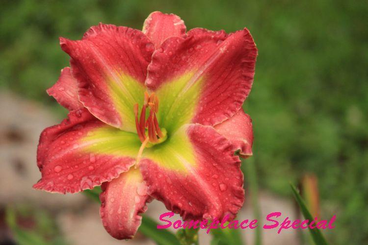 Photo of Daylily (Hemerocallis 'Someplace Special') uploaded by tommy71