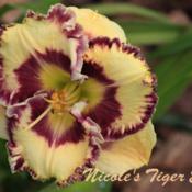 Nicole's Tiger Eye captured in the garden 2014.
