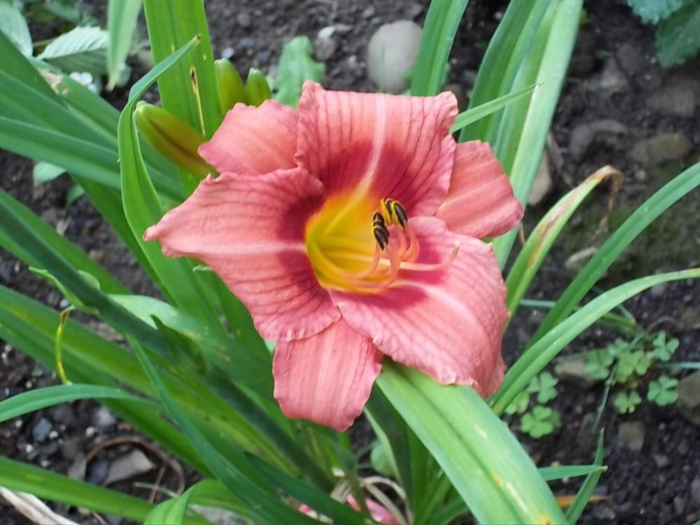 Photo of Daylily (Hemerocallis 'Decatur Cherry Smash') uploaded by tropicalover
