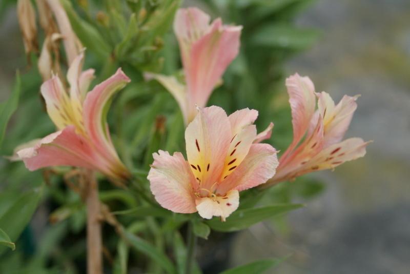 Photo of Peruvian Lily (Alstroemeria Inca Ice™) uploaded by Calif_Sue