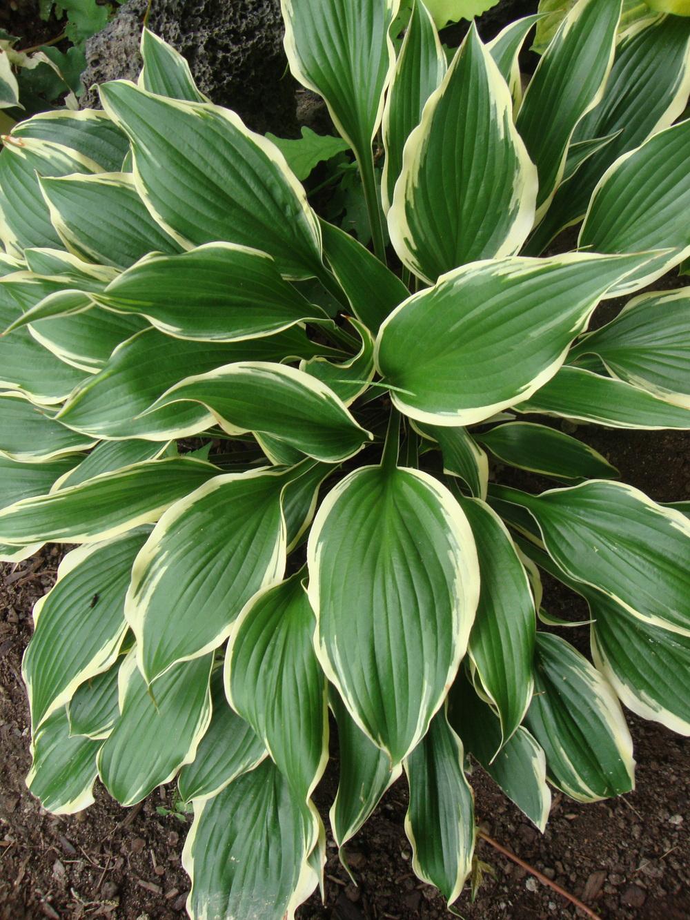 Photo of Hosta 'On the Border' uploaded by Paul2032