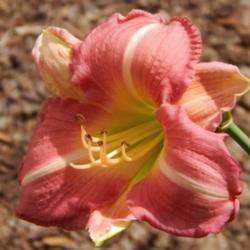 Location: home
Date: 2014-07-25
"Antique Rose" is the perfect name for this daylily!  A soft rose
