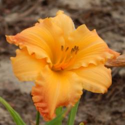 Location: home
Date: 2014-07-25
The colors in this daylily are a beautiful blend of orange, yello