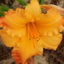 Location: home
Date: 2014-07-25
The colors in this daylily are a beautiful blend of orange, yello