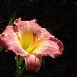 Location: home
Date: 2014-07-25
This daylily has a long bloom period and always looks good!  It p