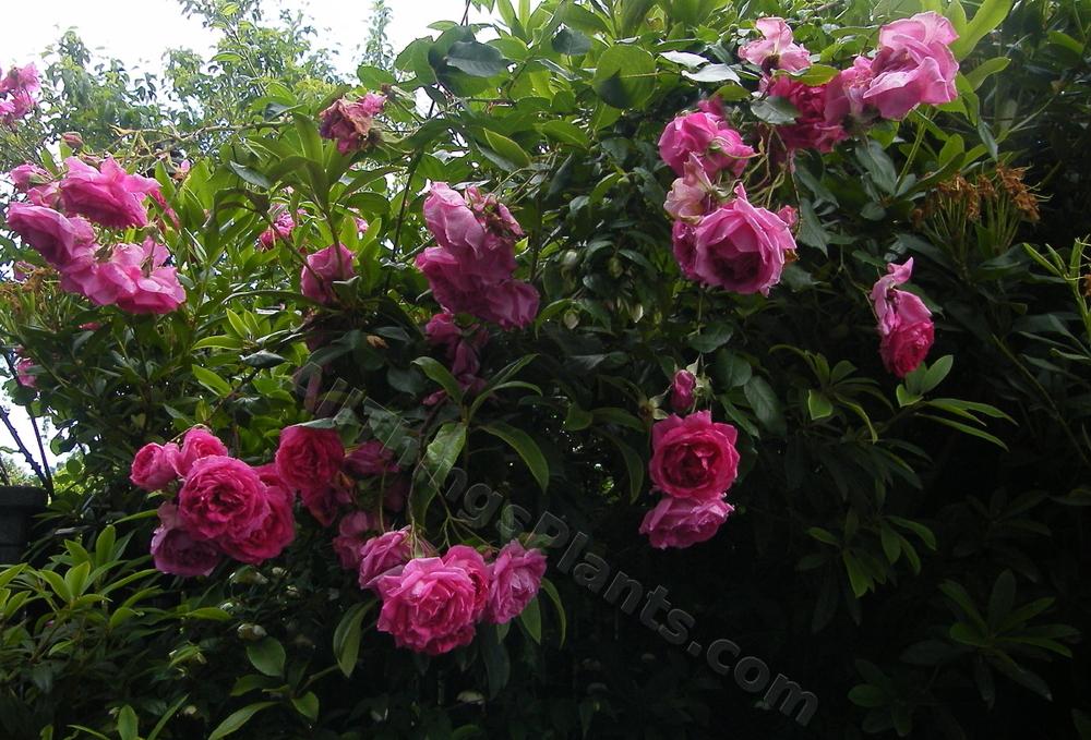 Photo of Rose (Rosa 'Parade') uploaded by bootandall
