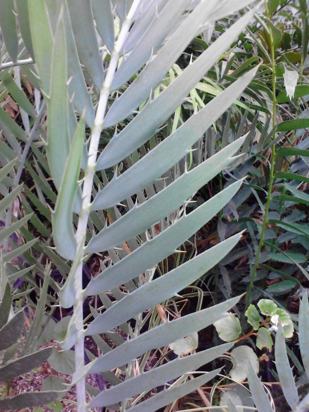 Photo of Encephalartos (Encephalartos nubimontanus var. robustior) uploaded by cycadjungle