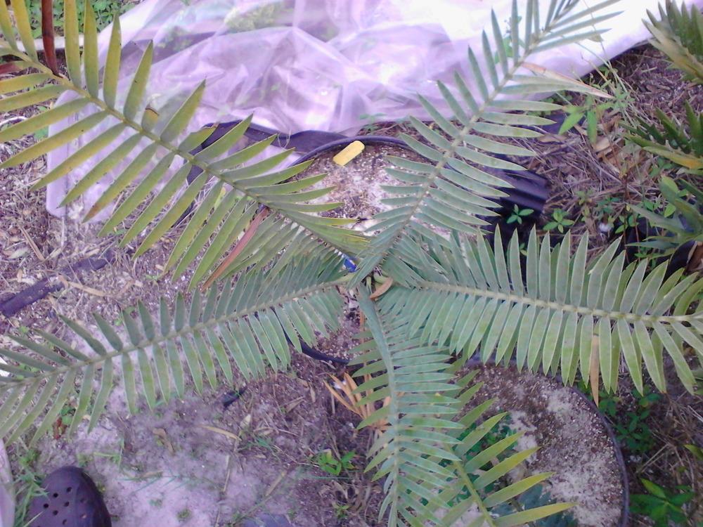 Photo of Karoo Cycad (Encephalartos lehmannii) uploaded by cycadjungle