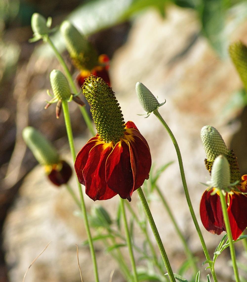 Photo of Mexican Hat (Ratibida columnifera) uploaded by dirtdorphins