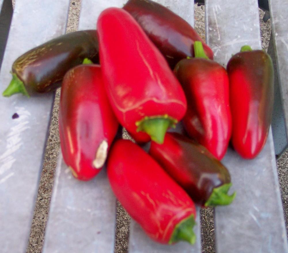 Photo of Hot Pepper-Jalapeno (Capsicum annuum 'Colima') uploaded by farmerdill