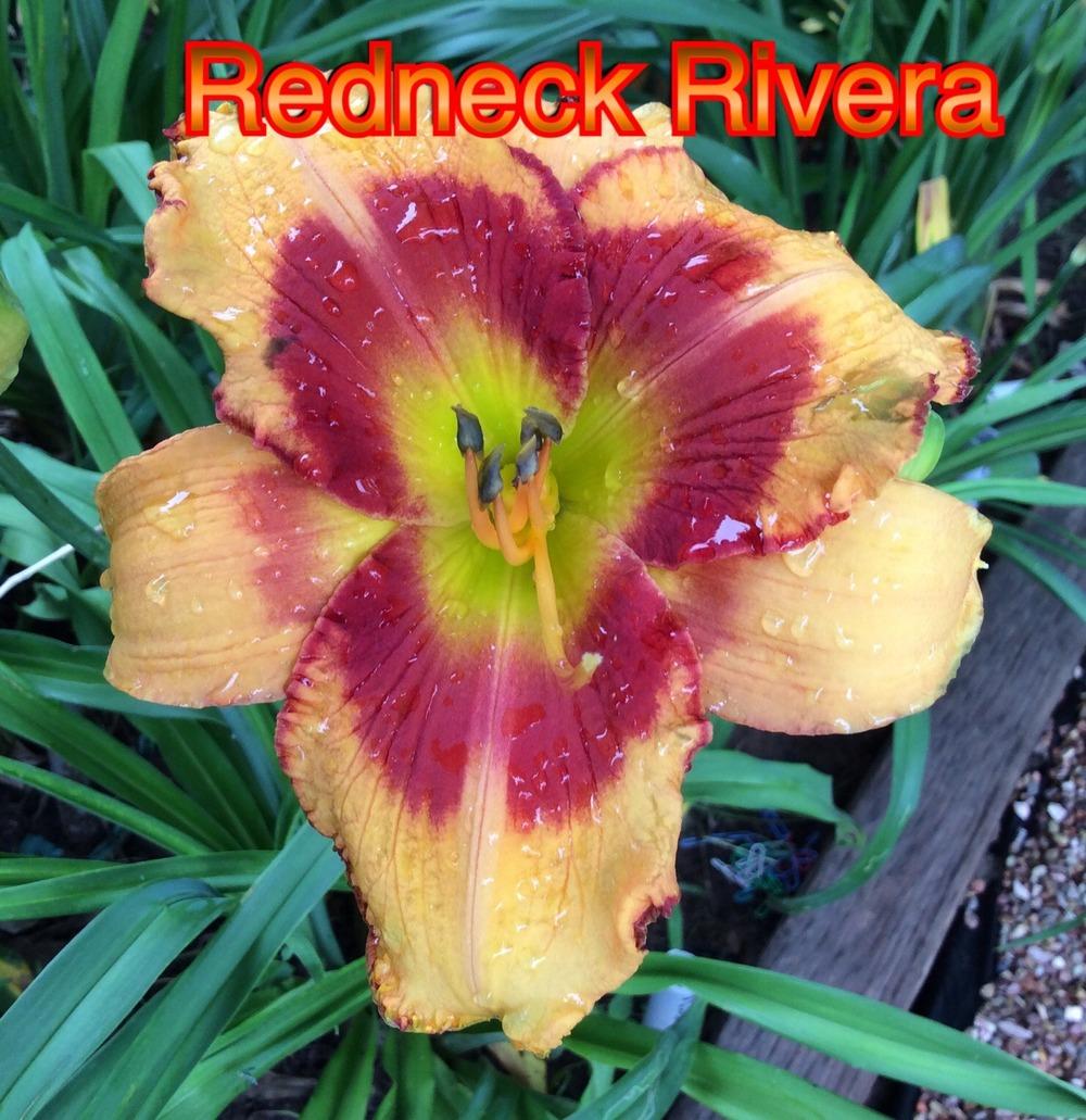 Photo of Daylily (Hemerocallis 'Redneck Riviera') uploaded by kidfishing