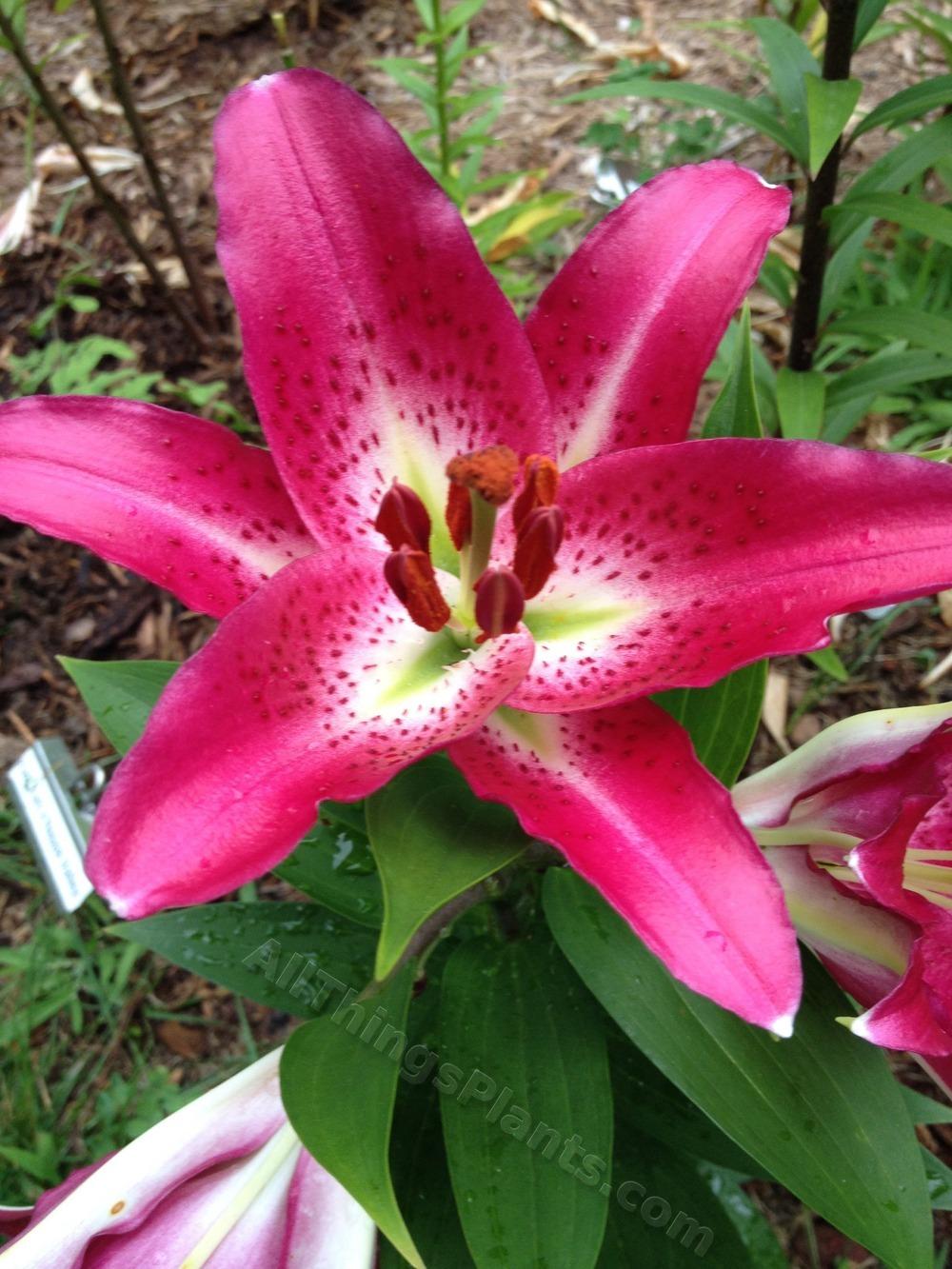 Photo of Lily (Lilium 'Entertainer') uploaded by magnolialover