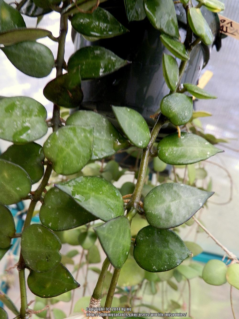 Photo of Wax Plant (Hoya krohniana) uploaded by mjsponies