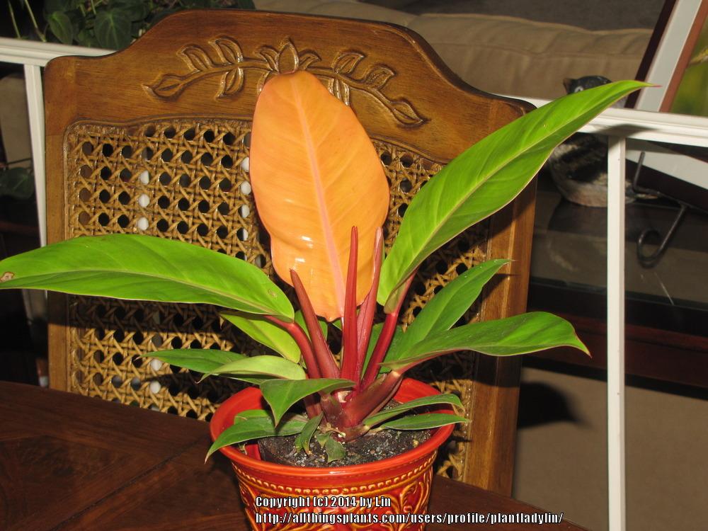 Photo of Philodendron 'Prince of Orange' uploaded by plantladylin