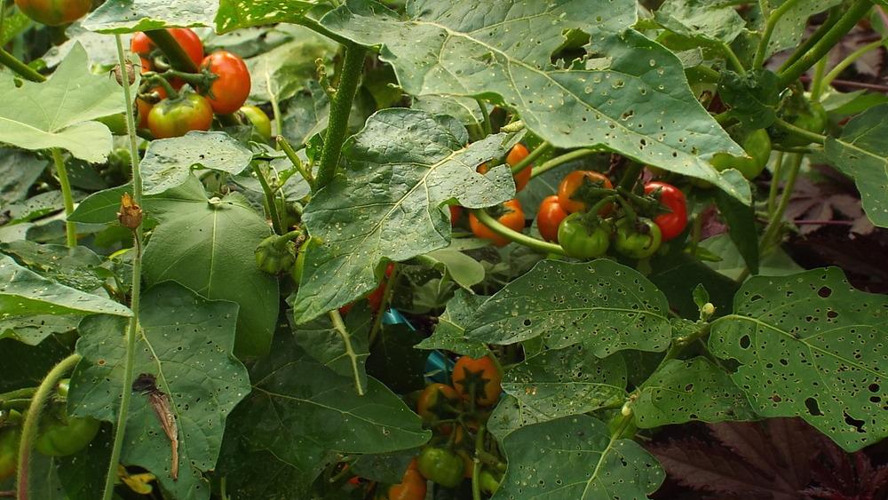 Photo of Cannibal's Tomato (Solanum uporo) uploaded by poisondartfrog