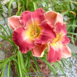 Location: My Garden- Vermont
Date: 2014-07-26
Bright, beautiful, playful, happy bloom