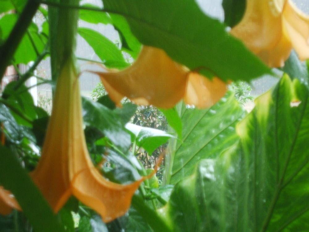 Photo of Angel's Trumpets (Brugmansia) uploaded by Bglingo