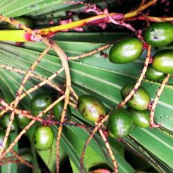 Location: Southwest Florida
Date: July 2014
These seeds are used in medicine.