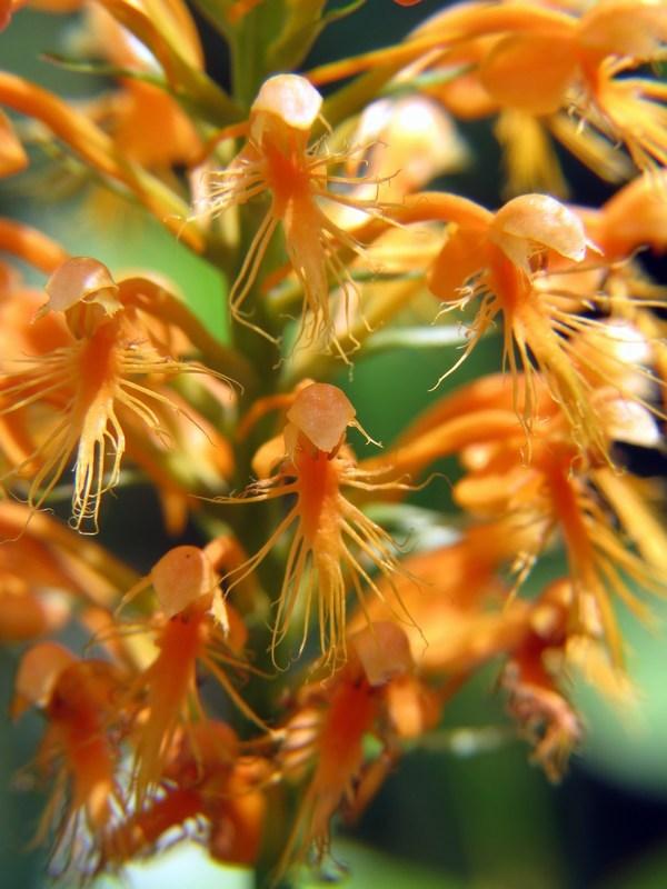 Photo of Chapman's Fringed Orchid (Platanthera chapmanii) uploaded by Horntoad