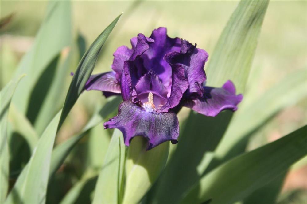 Photo of Standard Dwarf Bearded Iris (Iris 'Purple Tiger') uploaded by KentPfeiffer