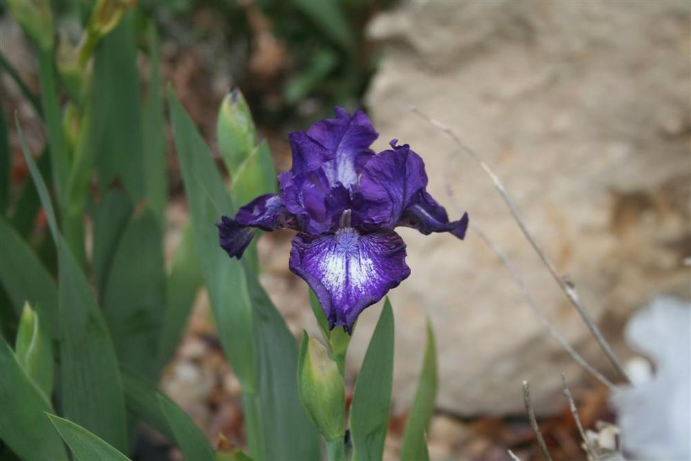 Photo of Intermediate Bearded Iris (Iris 'Orca') uploaded by KentPfeiffer