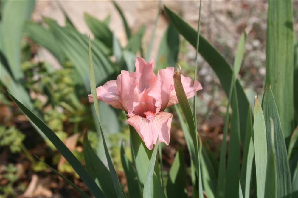 Photo of Standard Dwarf Bearded Iris (Iris 'Pussycat Pink') uploaded by KentPfeiffer