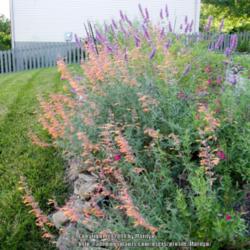 Location: My garden in Kentucky
Date: 2014-07-25
Love this Agastache!